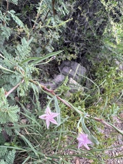 Mimosa aculeaticarpa biuncifera