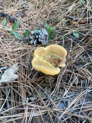 Phaeolus