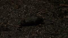 Rattus rattus