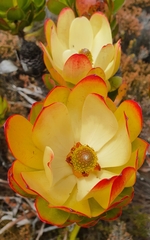 Leucadendron strobilinum