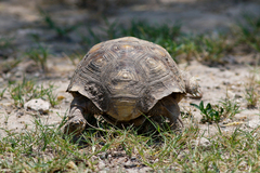 Gopherus berlandieri