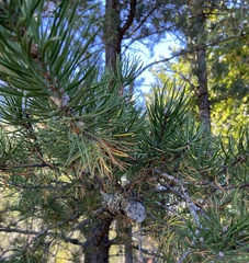 Pinus banksiana