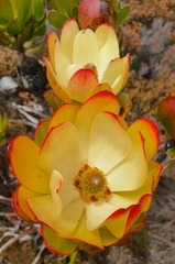 Leucadendron strobilinum