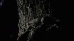 Rattus rattus