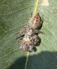 Thyene coccineovittata