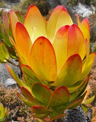 Leucadendron strobilinum