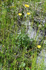 Ranunculus propinquus subborealis