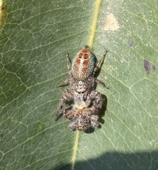 Thyene coccineovittata