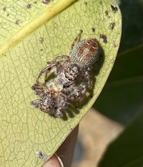 Thyene coccineovittata