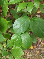 Calycanthus floridus