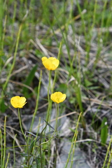 Ranunculus propinquus subborealis