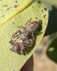 Thyene coccineovittata