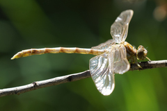 Progomphus borealis