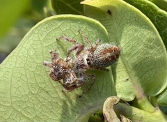 Thyene coccineovittata