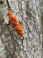 Gymnosporangium sabinae