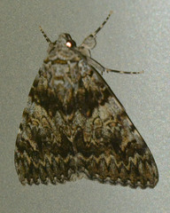 Catocala promissa