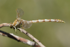 Progomphus borealis