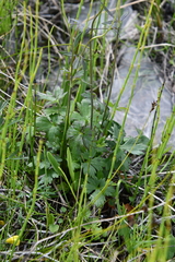 Ranunculus propinquus subborealis