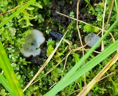 Humaria hemisphaerica