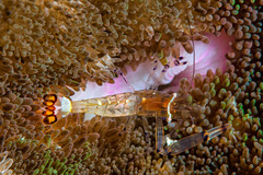 Ancylocaris brevicarpalis