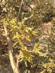 Vangueriopsis longiflora
