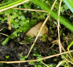 Humaria hemisphaerica