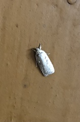 Agonopterix ocellana