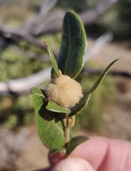 Heteroecus dasydactyli