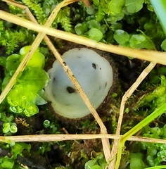 Humaria hemisphaerica