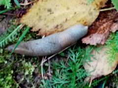 Krynickillus melanocephalus