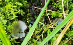 Humaria hemisphaerica