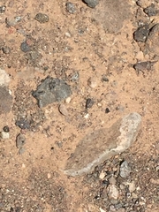 Sphingonotus fuerteventurae