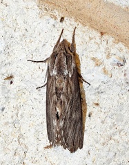 Sphinx libocedrus