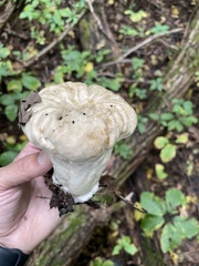 Calvatia craniiformis