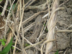 Pterotaenia fasciata