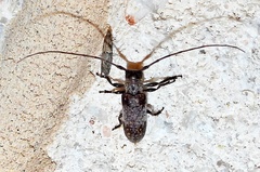 Oncideres cingulata