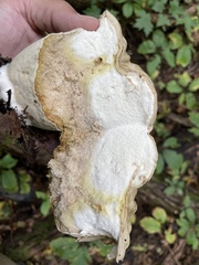 Calvatia craniiformis