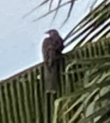 Eudynamys scolopaceus