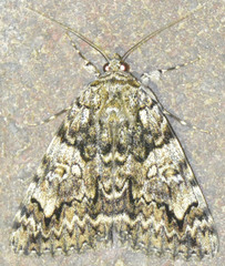 Catocala promissa