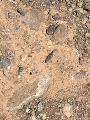 Sphingonotus fuerteventurae