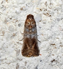 Chararica hystriculella