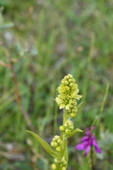 Veratrum album