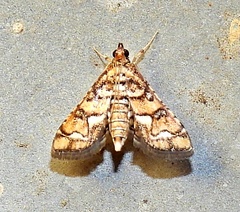 Hileithia magualis