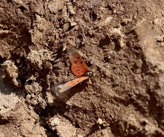 Acraea neobule