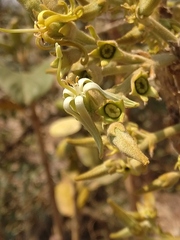 Vangueriopsis longiflora