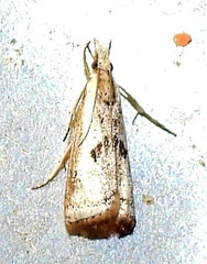 Microcrambus croesus