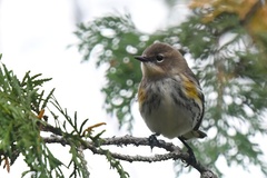 Setophaga coronata coronata