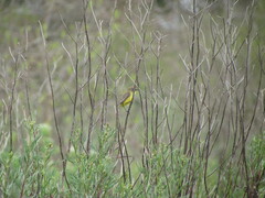 Pseudocolopteryx flaviventris