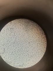 Hohenbuehelia angustata