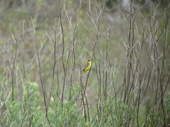 Pseudocolopteryx flaviventris